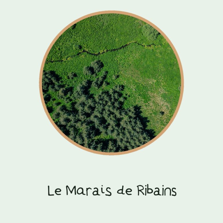 Twitter_Miniature_Marais_de_Ribains