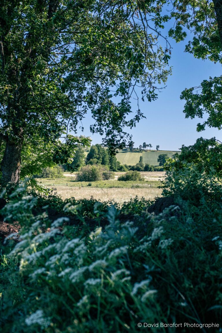 Marais de Ribains