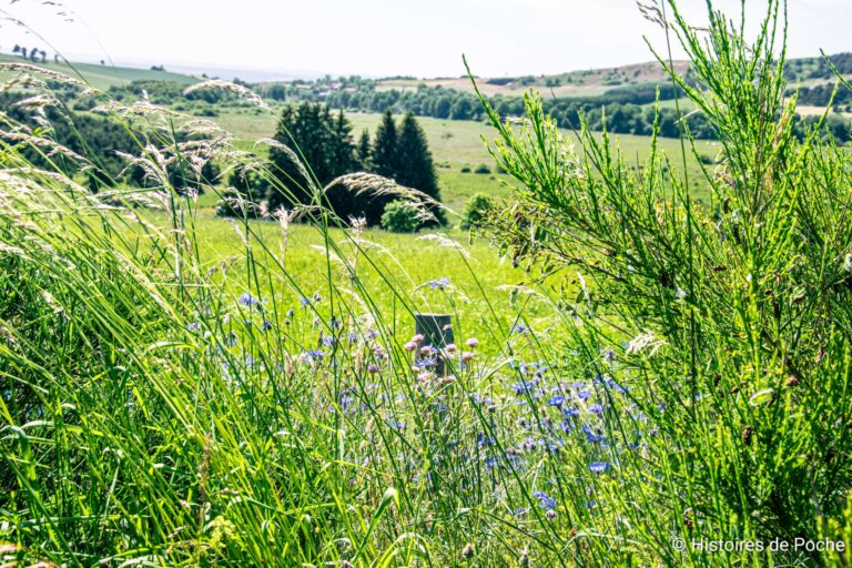 Végétation luxuriante aux abords du chemin autour du Marais