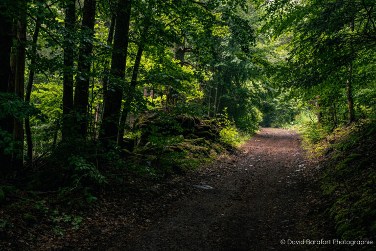 Chemin dans le Devès