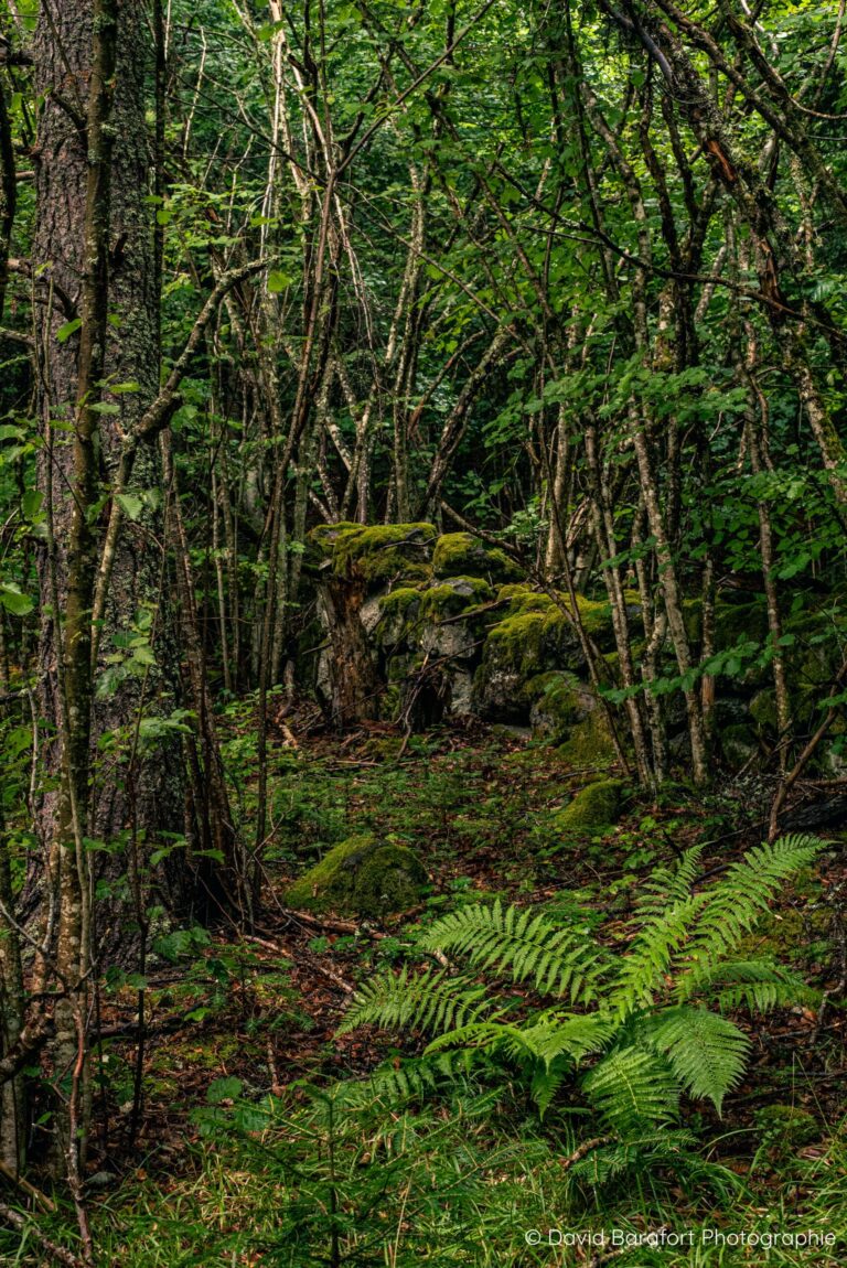 Forêt du Devès, des murs en pierre témoignent d'une exploitation antérieure