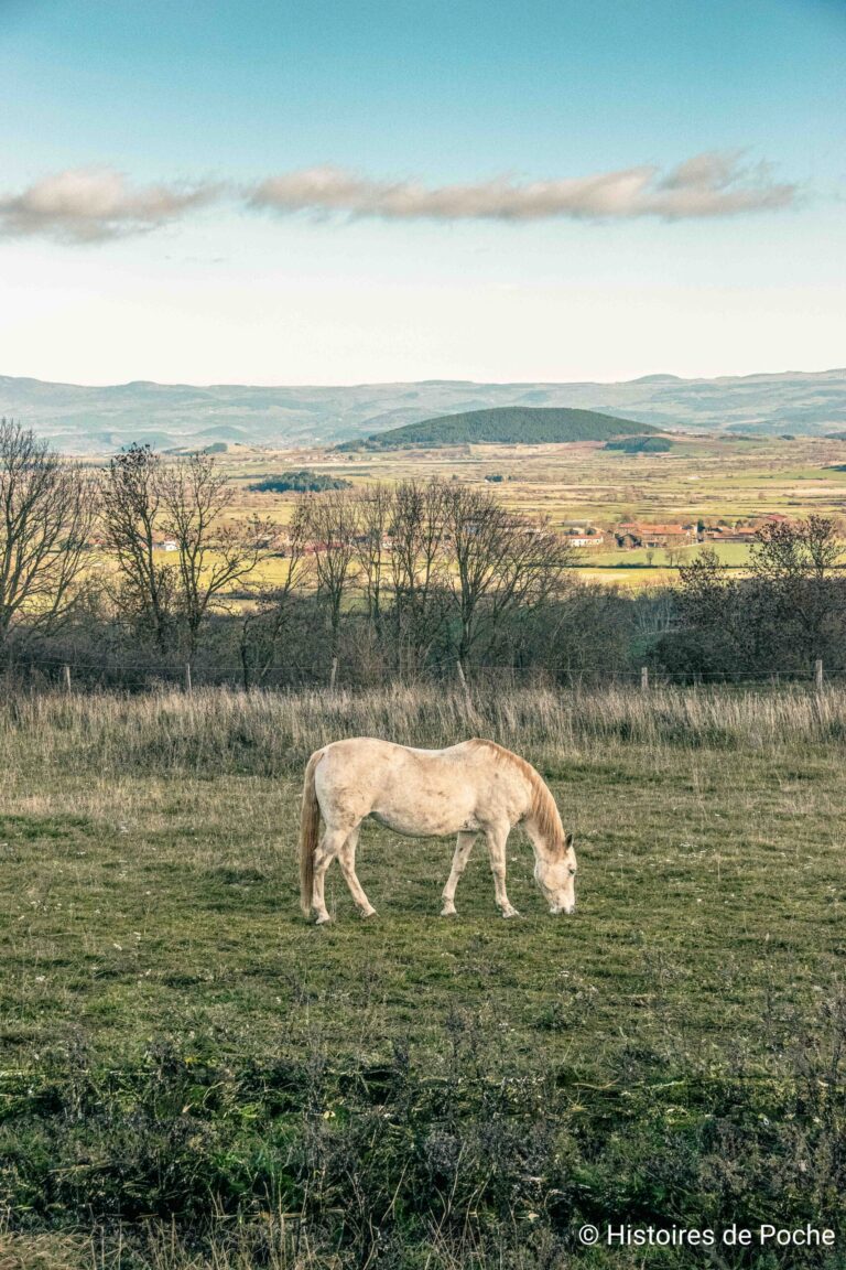 Aujourd'hui les prés sont toujours occupés par les animaux