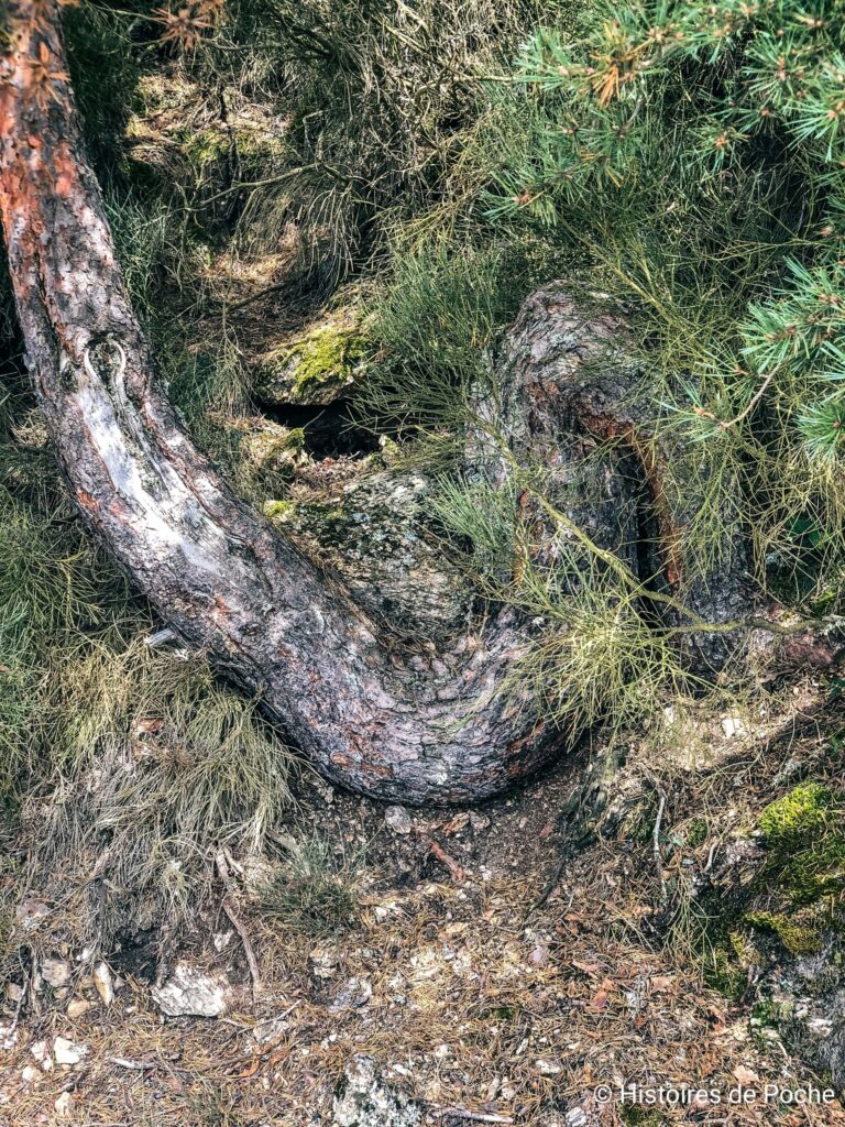 Un arbre bien torturé