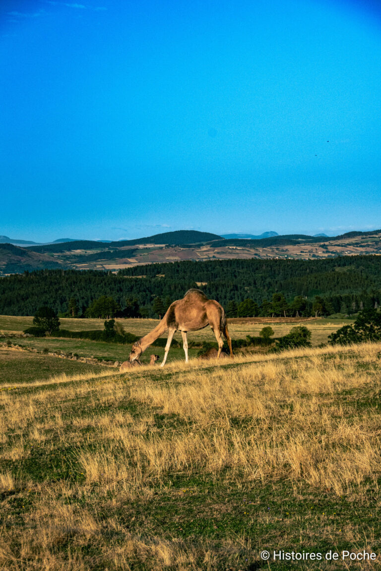 Dromadaire en Margeride