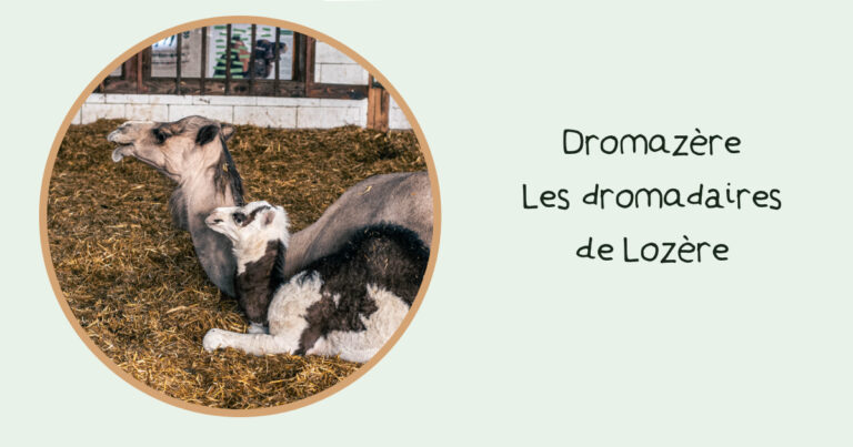Facebook_Miniature_Dromazère