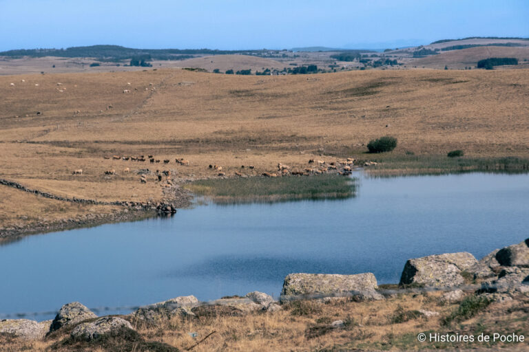 Les animaux paissent autour du lac et vont s'y abreuver